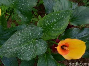 Indahnya Lily Holland dari Negeri di Atas Awan Dieng