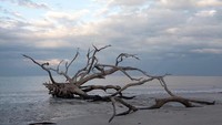 Foto: Pemandangan seperti ini menjadi ciri khas sari Pantai Driftwood di Pulau Jekyll, Georgia, AS. (austenrisolvato/Instagram)