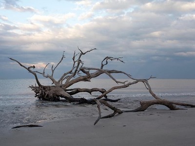 Foto: Pantai Instagramable yang Dihiasi Pepohonan Gundul Foto: Pantai Instagramable yang Dihiasi Pepohonan Gundul