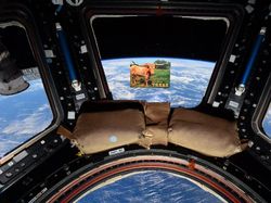 Cara Astronot Makan, Tidur, hingga Panggilan Alam