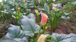 Foto: Indahnya Warna-warni Bunga Lily dari Dieng