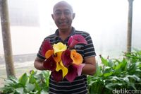 Salah satu petani bunga kala lili, Bambang Riyadi (Uje/detikTravel)