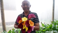 Foto: Bambang Riyadi, salah satu petani Kala Lili yang telah mengimpor bunga dari Belanda. Baru Bambang saja petani bunga Kala Lili yang melakukan terobosan itu (Uje/detikTravel)