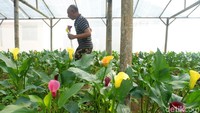 Foto: Kala Lili merupakan salah satu jenis flora yang hanya bisa tumbuh di dataran tinggi, seperti Dieng contohnya (Uje/detikTravel)