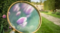 Perpaduan warna ungu dan putih dari kelopak bunga Tulip yang dipotret Kecskes semakin cantik terlihat dari kaca pembesar. Istimewa/Boredpanda.