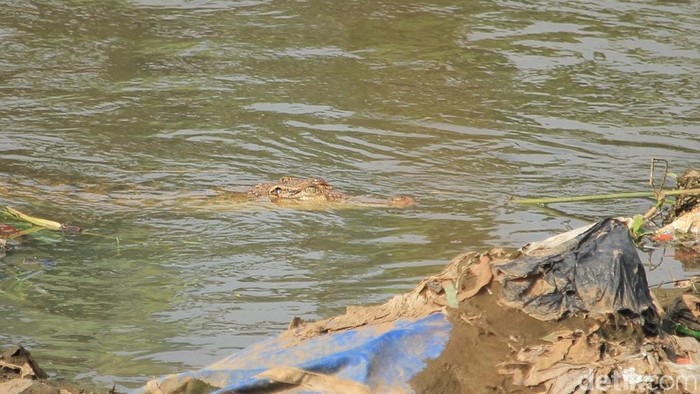 Buaya Di Tanjung Priok Sempat Muncul Ditembak Lalu Menghilang