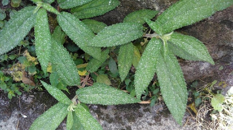 Hujan Abu Gunung Merapi Guyur Perbatasan Kabupaten Semarang Hujan Abu Gunung Merapi Guyur Perbatasan Kabupaten Semarang