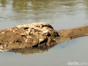 Fakta-fakta Penampakan Buaya Berjemur yang Gegerkan Bandung