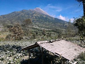 Melihat Lahan Pertanian di Boyolali Memutih Diselimuti Abu Merapi