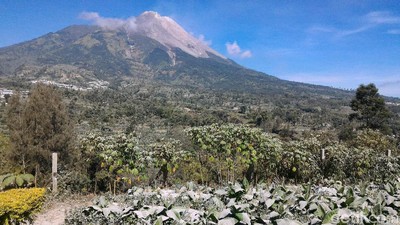 Foto: Lahan Pertanian di Boyolali Memutih Diselimuti Abu Merapi