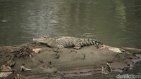 Buaya yang menampakkan diri di Sungai Citarum ini menggegerkan warga setempat. (Foto: Wisma Putra/detikcom).