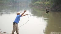 Buaya tersebut belum tertangkap meski petugas sudah memancingnya menggunkan dua ekor ayam. (Foto: Wisma Putra/detikcom).
