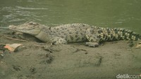 Buaya ini memiliki panjang sekitar satu meter. (Foto: Wisma Putra/detikcom).