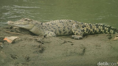 Foto: Penampakan Buaya di Sungai Citarum