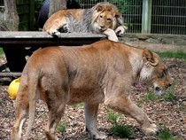 Bocah Terluka Saat Beri Makan Singa, Kebun Binatang China Ditutup Sementara