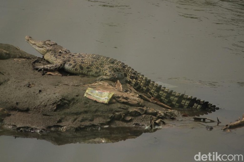 Buaya Misterius Bikin Geger Citarum Tiba-tiba Menghilang Buaya Misterius Bikin Geger Citarum Tiba-tiba Menghilang
