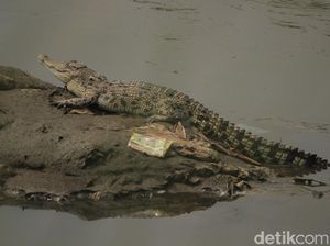Buaya Misterius Bikin Geger Citarum Tiba-tiba Menghilang
