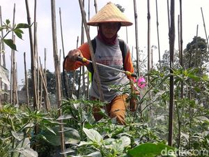 Sulitnya Petani Boyolali Bersihkan Abu Merapi dari Tanamannya