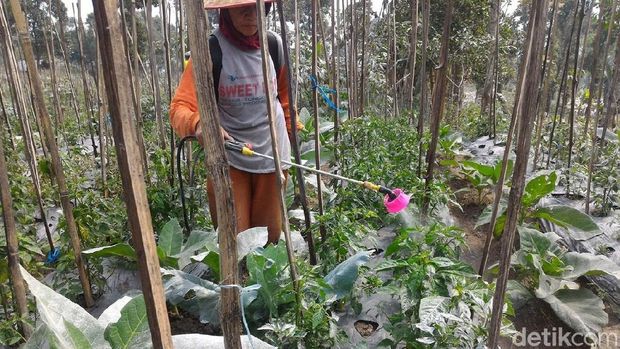 Sulitnya Petani Boyolali Bersihkan Abu Merapi dari Tanamannya