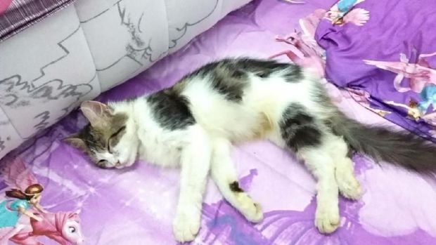 Sayembara! Gadis Makassar Siapkan Rp 2 Juta untuk Penemu Kucingnya