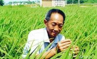 Hebat! Ilmuwan China Sukses Tanam Padi di Wilayah Gurun Dubai