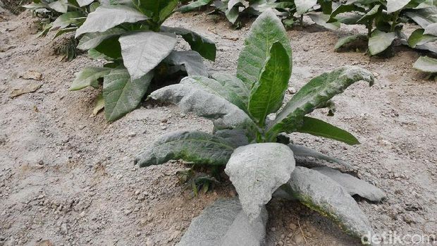Sulitnya Petani Boyolali Bersihkan Abu Merapi dari Tanamannya