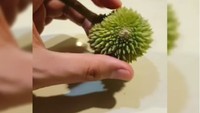 Kalau orang-orang senang menikmati durian yang besar berdaging tebal maka Lucky memilih mencoba durian mini. Ia menunjukkan durian super kecil ini lalu menyantapnya. Wah gimana ya rasanya? Foto: instagram @luckyhakimofficial