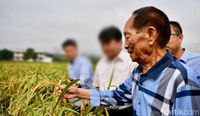 Hebat! Ilmuwan China Sukses Tanam Padi di Wilayah Gurun Dubai