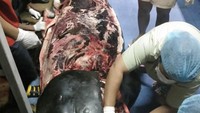 Salah satu kasus terbaru dari krisis sampah di lautan ini adalah ditemukannya seekor paus yang mati terdampar di sebuah pantai di Songkhla, Thailand (1/6/2018). Paus tersebut ditemukan mati dan di dalam perutnya ditemukan banyak sampah plastik. Kematian hewan-hewan laut karena sampah plastik tanpa disadari menjadi awal bagi kepunahan hewan-hewan tersebut karena rusaknya rantai makanan dan ekosistem laut yang disebabkan oleh manusia. Istimewa/Boredpanda.