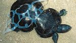 Miris! Hewan Laut Terancam Punah Karena Sampah