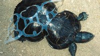 Lahan yang semakin menipis di daratan membuat pihak-pihak tertentu membuang sampah dan limbah ini kelautan sedangkan tak terpikirkan bahwa area paling luas di bumi ini penuh dengan ekosistem yang terus berkembang layaknya manusia di daratan. Tidak jarang sampah mengganggu gerak aktivitas hewan-hewan laut ini, yang sering terjadi banyak hewan laut tersangkut diantara sampah plastik yang dibuang ke lautan. Istimewa/Boredpanda.