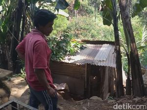Cerita Warga yang Menemukan Macan Tutul Terjebak di Kandang Ayam