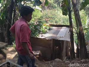 Cerita Warga yang Menemukan Macan Tutul Terjebak di Kandang Ayam
