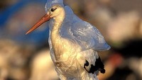 Proses penguraian sampah, khususnya sampah plastik membutuhkan waktu yang lama dan merupakan salah satu jenis sampah yang sulit terurai. Istimewa/Boredpanda.