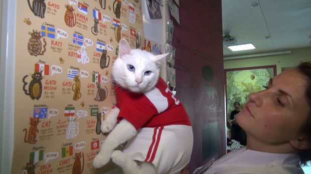 kucing peramal kucing peramal Achilles