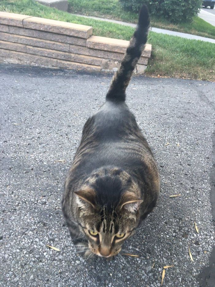 Kucing Ini Kekar Sekali, Olahraganya Apa Ya? - Foto 2