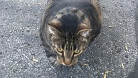 Menurut sang pengunggah video yang berasal dari Kanada, ia tidak tahu dari mana datangnya kucing kekar ini. (Foto: Twitter/officialbuffcat)