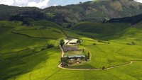 Rwanda disebut juga sebagai salah satu penghasil teh terbaik. Pemandangan perkebunan tehnya pun begitu memanjakan mata (visitrwanda_now/Instagram)