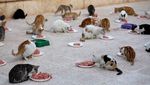 Foto: Jaleel, Manusia Kucing di Tengah Perang Suriah