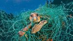 Miris! Hewan Laut Terancam Punah Karena Sampah