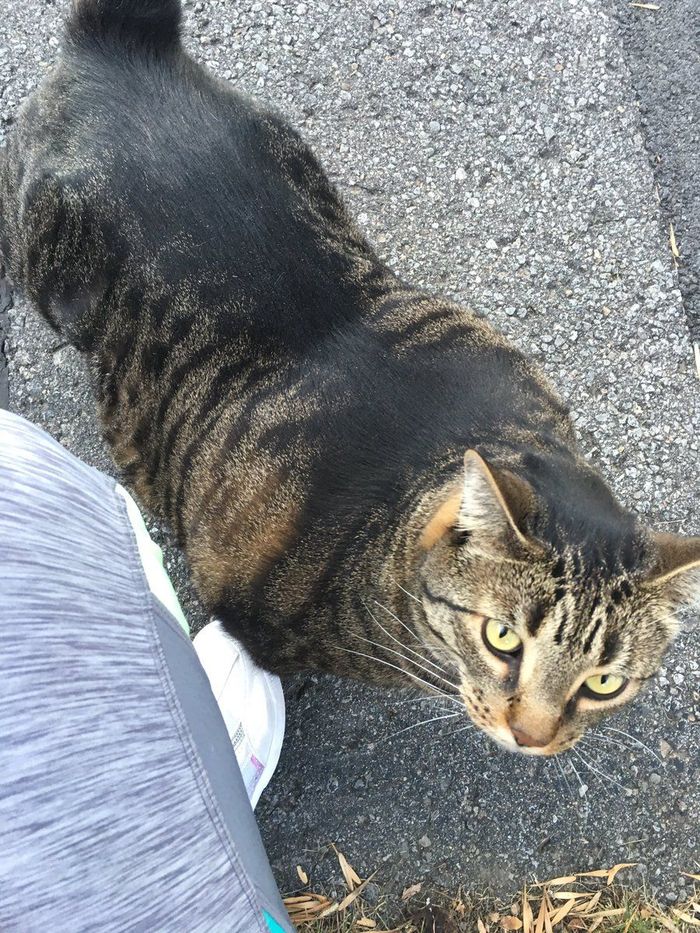 Kucing Ini Kekar Sekali, Olahraganya Apa Ya? - Foto 3