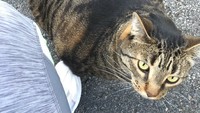 Permisi kucing kekar, kamu olahraga di gym mana ya? komentar seorang warganet. (Foto: Twitter/officialbuffcat)