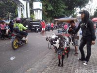 Delman Domba Jadi Primadona Warga Garut Saat Ngabuburit