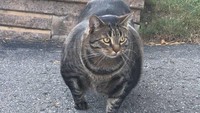 Seekor kucing tiba-tiba jadi sensasi ketika videonya viral di internet. Banyak warganet terkesima dengan tubuhnya yang berotot kekar. (Foto: Twitter/officialbuffcat)
