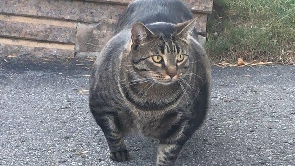 Kucing Ini Kekar Sekali, Olahraganya Apa Ya?