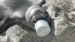 Miris! Hewan Laut Terancam Punah Karena Sampah