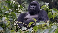 Traveler dari berbagai negara datang ke Rwanda untuk melihat gorila pegunungan di alam liar yang langka. Salah satu taman nasional favorit untuk melihat gorila ini adalah Volcanoes National Park (Thomas Mukoya/Reuters)