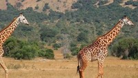 Selain gorila, banyak hewan-hewan lain yang bisa traveler temui saat safari (visitrwanda_now/Instagram)
