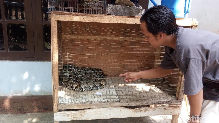 Warga Salatiga Menangkap Ular Sanca yang Hendak Memakan Ayam