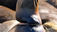 Seekor anjing laut terlilit gulungan tali seperti kabel yang menjerat lehernya menjadi salah satu dampak berbahaya pembuangan sampah ke lautan. Istimewa/Boredpanda.